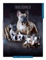 /album/fotos-de-nossos-filhotes-/canil-de-bulldog-frances-rio-de-janeiro-jpg/